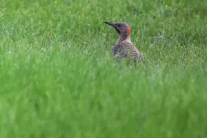 Northern Flicker