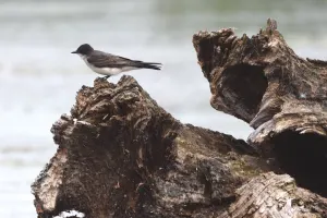 Eastern Kingbird