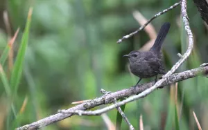 Gray Catbird