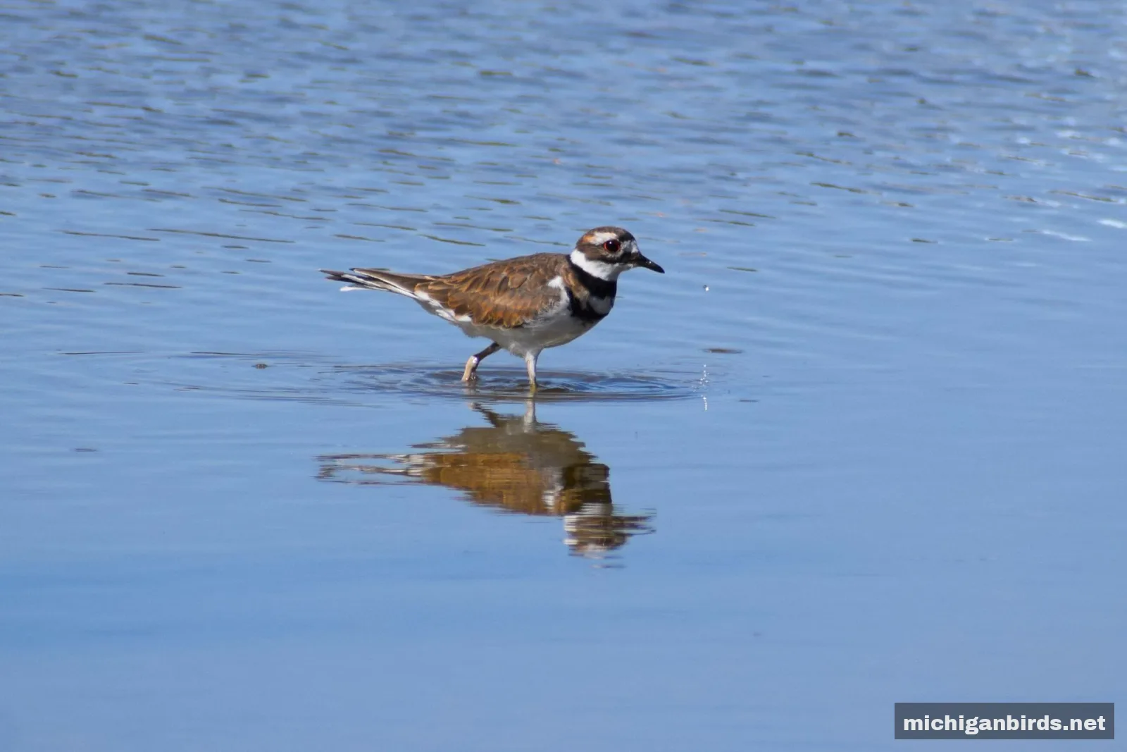 Killdeer wading in water