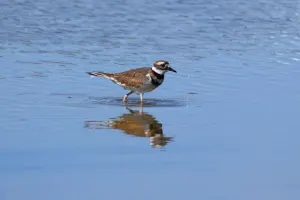 Killdeer wading in water