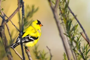 Golden Fitch perched