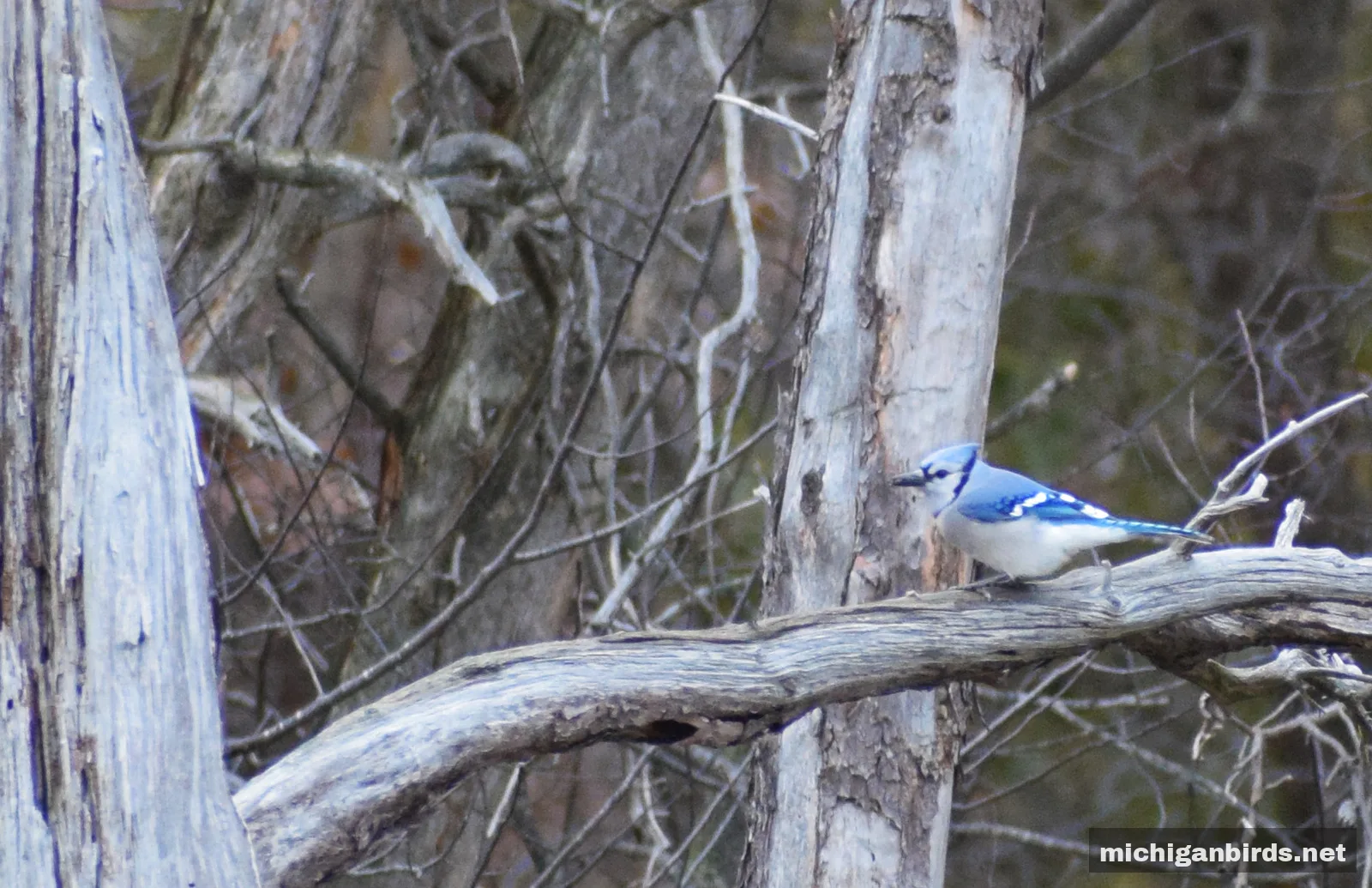 Blue Jay on tree branch