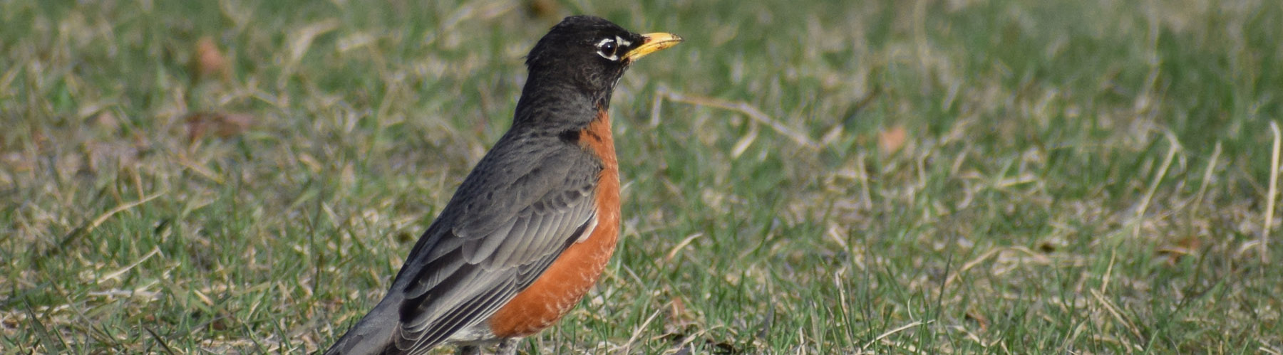 Michigan State Bird - Robin